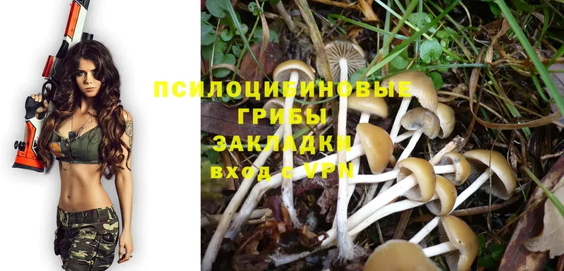 Псилоцибиновые грибы Cubensis  Североморск 